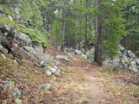 Forest Near Flesher Pass